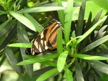 Close-up of butterfly on plant