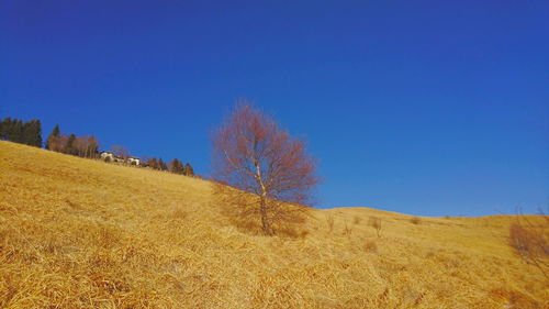 Scenic view of field against clear blue sky