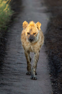 Spotted hyena walks down track towards camera