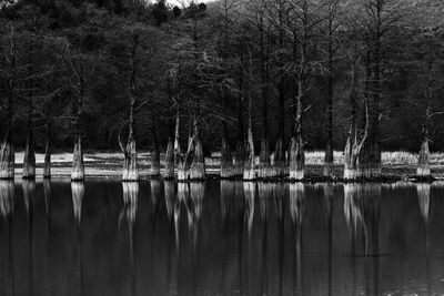 Scenic view of lake in forest