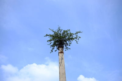 Low angle view of tree against blue sky