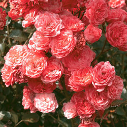 Close-up of red roses