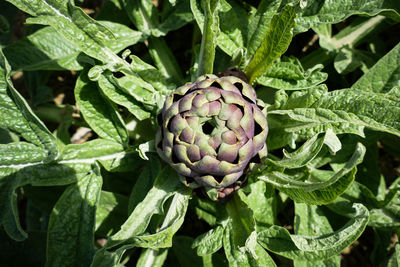 Close-up of blackberries growing on plant