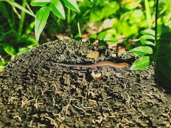 Close-up of lizard on land