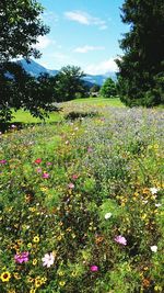 Close-up of flowers in field