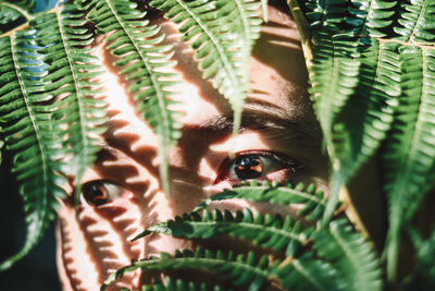 Close-up photo of a man behind the leaves.