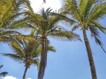 Low angle view of palm trees against blue sky