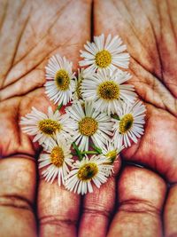 Close-up of hands holding flowers