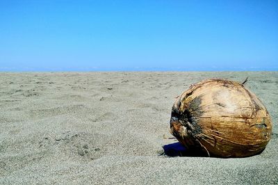 Close-up of shell on beach against sky