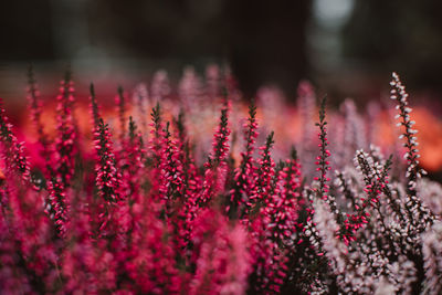 Exotic violet fresh flowers growing in the garden. image for agriculture, perfume, cosmetics spa