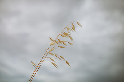 Close-up of stalks against blurred background