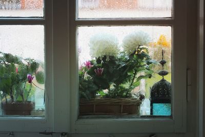 Flower plants on window sill at home