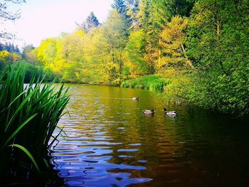 Scenic view of lake by trees