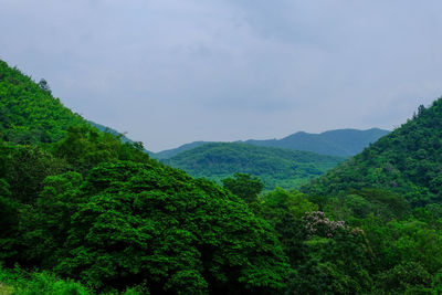 Scenic view of forest against sky