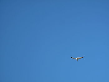 Low angle view of bird flying against blue sky