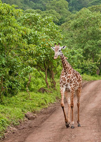 Arusha national park