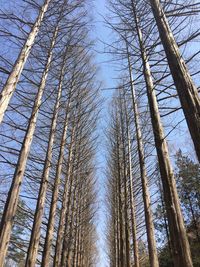 Low angle view of bare trees against sky