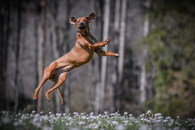 Rhodesian ridgeback dog jumping on a land with white flowers