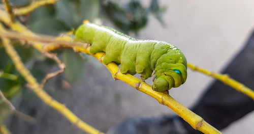 Close-up of insect on plant