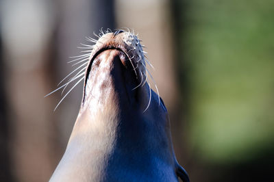 Close-up of seal