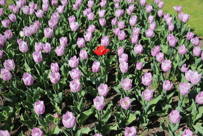 High angle view of pink flowering plants on field