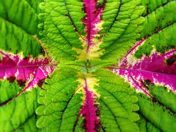 Full frame shot of plants