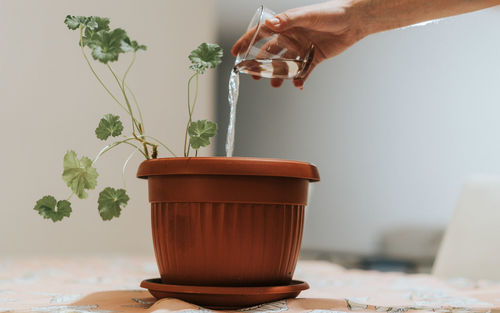 Cropped hand holding potted plant