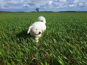 Dog on field against sky