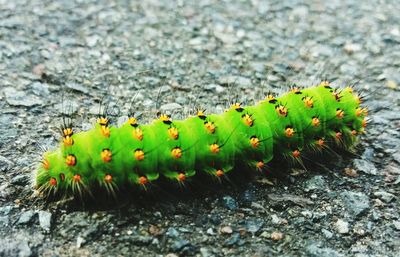 Close-up of caterpillar on ground