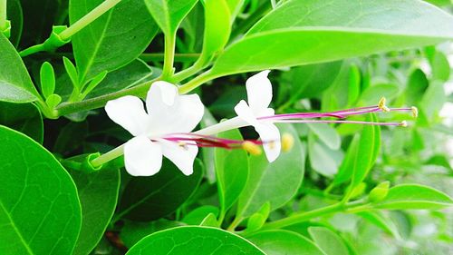 Close-up of flowers