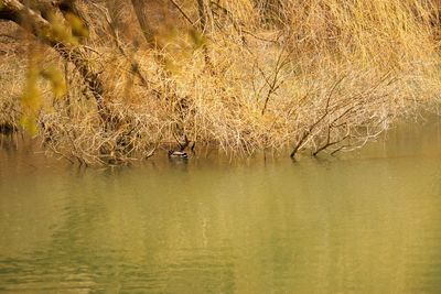 Reflection of bare trees in water