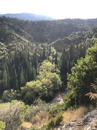 Plants growing on land against sky