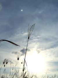 Low angle view of plant against sky