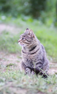 View of a cat looking away