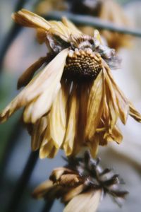 Close-up of wilted flower