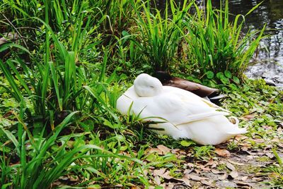 White swan on grass