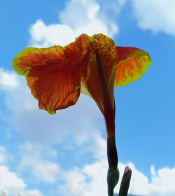 Low angle view of flower against sky