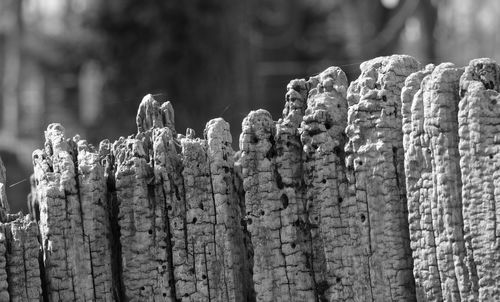 Close-up of weathered wood