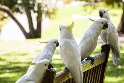 Cockatoo birds at royal botanic gardens