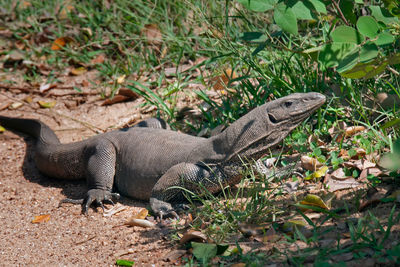 View of lizard on land