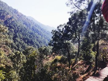 Scenic view of forest against sky