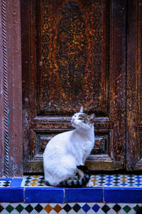 Cat sitting on wooden door of house