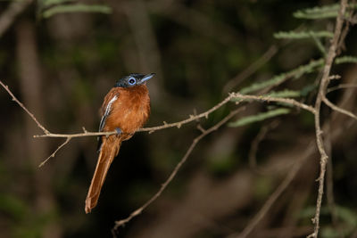 animal wildlife
