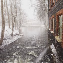 Scenic view of bare trees during winter