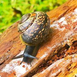 Close-up of snail