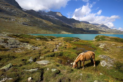 Horses grazing on field by lake against mountains