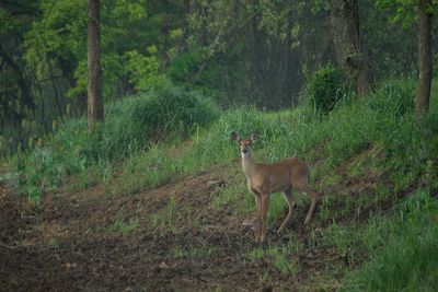 Deer standing on field in forest