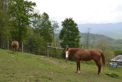 Horse grazing on field against sky