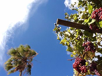 Low angle view of tree against blue sky