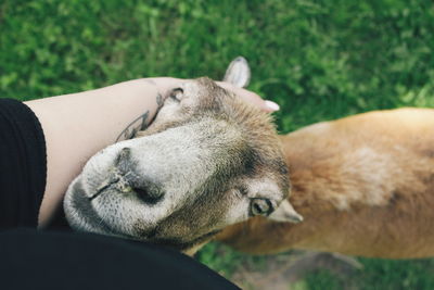 Close-up of sheep 